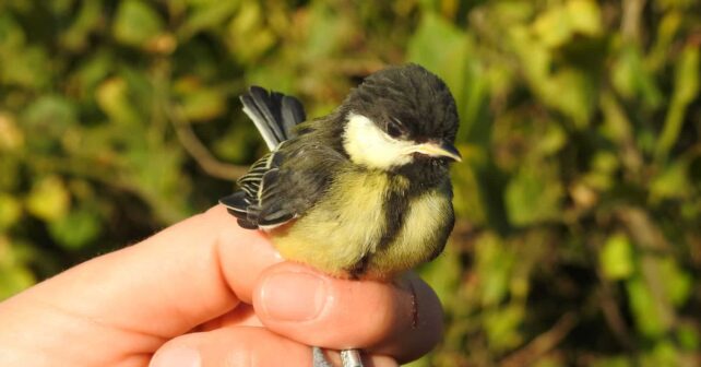 naturaleza refugios fauna agro sistemas