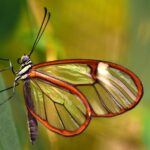 Surprenant: certains papillons peuvent sentir d'autres de la même espèce et s'identifier entre eux