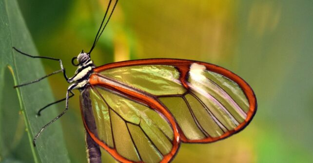 mariposas oler misma especie identificarse