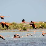 Surprise: l'UNESCO est plus préoccupé par «l'espace naturel de Doñana» que le gouvernement d'Espagne lui-même