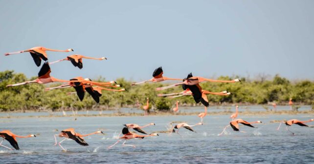 Ecologistas califican como 'triste sorpresa' que la Unesco esté más preocupada por Doñana que el Gobierno de España