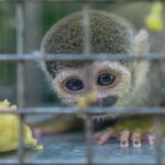 Surprise un couple lors de l'introduction d'espèces protégées sur un navire à Cádiz destiné aux îles Canaries, ils sont arrêtés