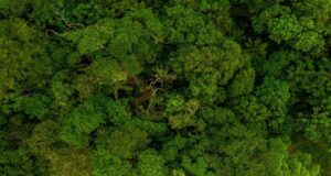 Todo sobre la biodiversidad