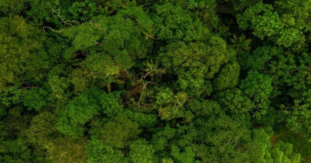 Todo sobre la biodiversidad