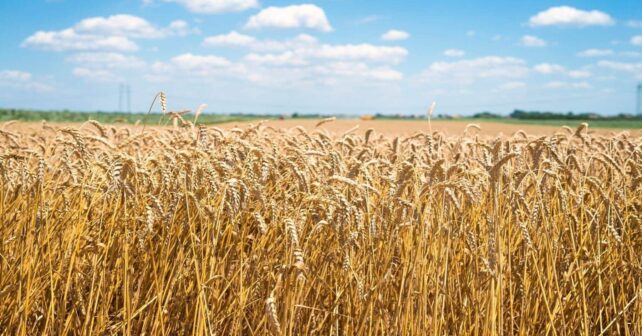 Un retroceso histórico así califica Ecovalia la propuesta de la nueva PAC