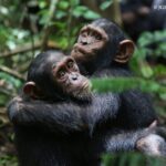 World Chimpanzee 2025: Les demandes de l'Institut Jane Goodall Spain (IJGE) aident à les protéger