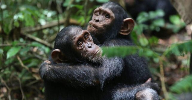 Día Mundial Chimpancé 2025 Instituto Jane Goodall España (IJGE) solicita ayuda protegerlos