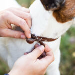 Les colliers Seresto sont-ils sûrs pour les chiens (et les chats) ?