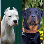 Assurance chien dangereux : quelles sont mes obligations légales ? 