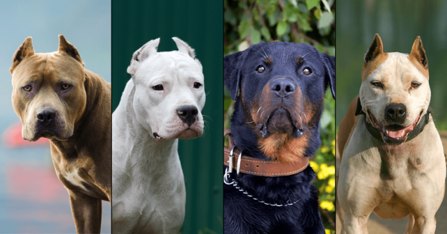 Assurance chien dangereux : quelles sont mes obligations légales ?