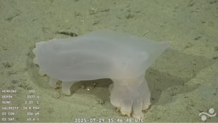 CUCUBBUBRANT DE MER BLANC translucide dans les fonds marins, avec protubérances et données de profondeur, température, salinité et oxygène.