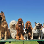Quelle croquette pour quelle race de chien ?