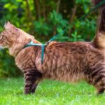 Le meilleur harnais pour chat : guide complet 2025