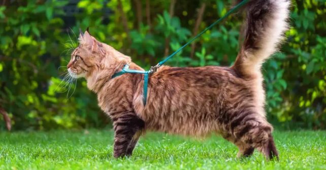 Le meilleur harnais pour chat : guide complet 2025