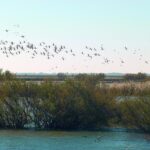 Aide par valeur de 28,5 millions pour promouvoir la renaturalisation et la restauration écologique dans le domaine de l'influence de Doñana