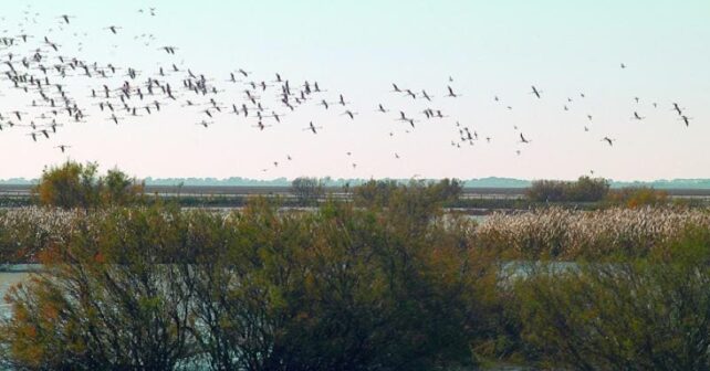Ayudas 28,5 millones renaturalización restauración ecológica área de influencia Doñana