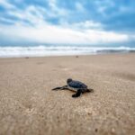 Benidorm: Plusieurs douzaines de tortues de Bobas sont nés sur la plage de Levante