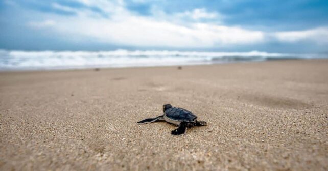 Benidorm nacen tortugas bobas