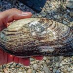 Bonne nouvelle de la rivière Ebro: ils trouvent quatre exemplaires de «Margaritona», un bivalvo en danger d'extinction