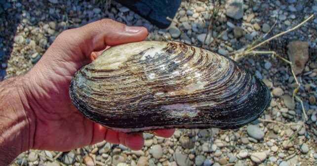 río Ebro encuentran cuatro ejemplares ‘Margaritona’ bivalvo peligro extinción