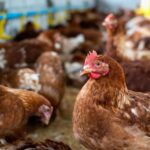 Cantabria «sur garde» pour les projecteurs de la grippe aviar à Bizkaia
