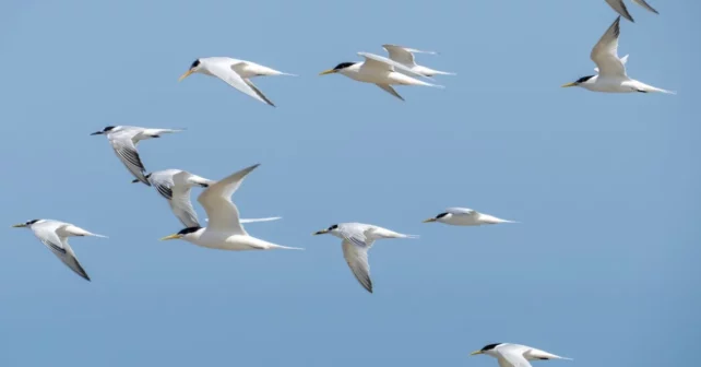 Les oiseaux de mer volants. La sterne rosée (Sterna dougallii) est une sterne dans la famille Laridae. Photo d'Afonso Farias