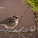 Dans la province de Barcelone, les agents ruraux interviennent 922 copies des fruits de Fringílidos Birds de braconnage