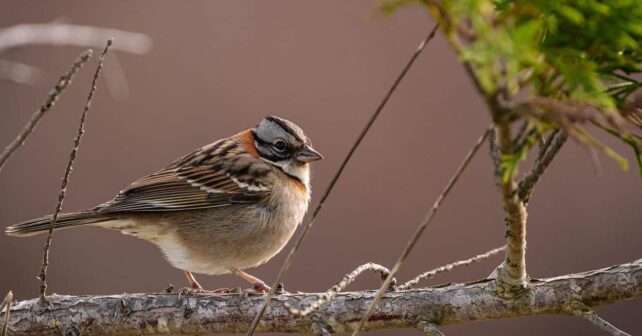 Barcelona Agentes Rurales intervienen pájaros fringílidos caza furtiva