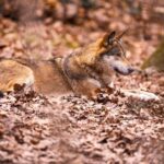 Des milliers de signatures exigent la «protection du loup ibérien» après que les terribles incendies de forêt dans leurs principaux habitats