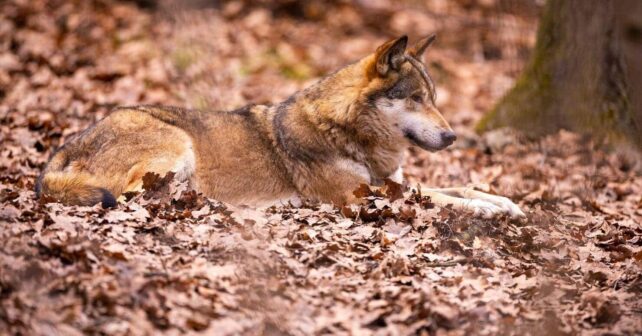 Miles firmas exigen protección lobo ibérico incendios forestales