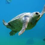 Deux tortues stupides récupérées dans l'aquarium Gijón retournent dans leur environnement naturel