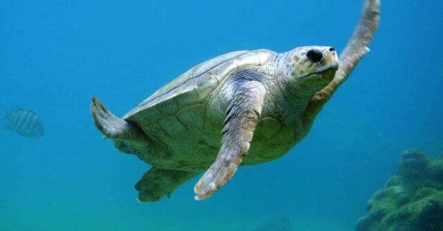 medio natural tortugas bobas recuperadas Acuario Gijón