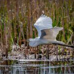 Doñana – CSIC «Station biologique» avertit que l'infrastructure «oublie» l'affectation de la place des espèces