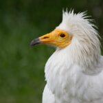 En Andalousie, 21 poulets d'alimoche sont entourés, car le premier du siècle est déjà crypté en 391 ceux marqués dans la CCAA