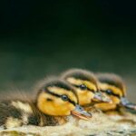 Enfin, Doñana a une année positive: en 2025, l'élevage d'oiseaux aquatiques a été excellent