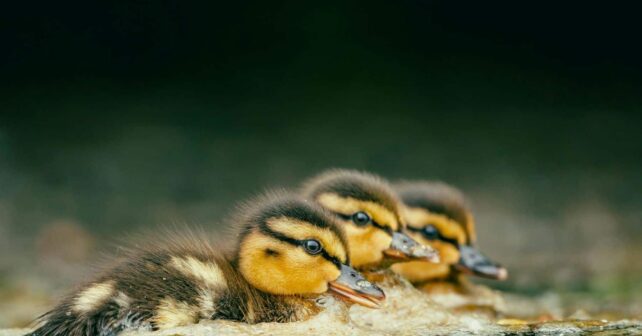 Doñana año positivo 2025 cría aves acuáticas excelente