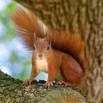 Étude sur «l'écureuil rouge» dans la Sierra de Espuña