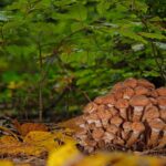 Forêts matures: champignons, oiseaux grimpants et petits micro-organismes qui vivent dans du bois mort