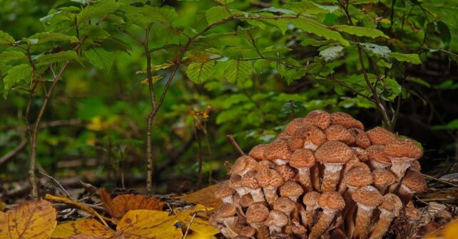 Bosques maduros setas pájaros trepadores pequeños microorganismos viven madera muerta