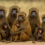 Ils sacrifient 12 Babouins dans le zoo de Nuremberg, pour «manque d'espace»