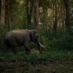 Inde: abrite soixante pour cent des éléphants sauvages de la planète, la perte d'habitats et d'expansion humaine a mis cette espèce en échec