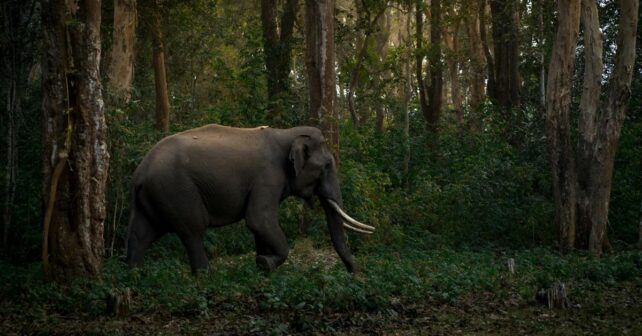 India elefantes salvajes Planeta expansión humana jaque especie