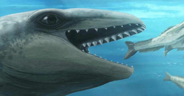 Janjucetus Dullardi ballena extinta