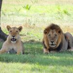 Journée internationale de León 2025: clé pour la biodiversité en Afrique, la chasse purtive et la perte d'habitats, principaux problèmes