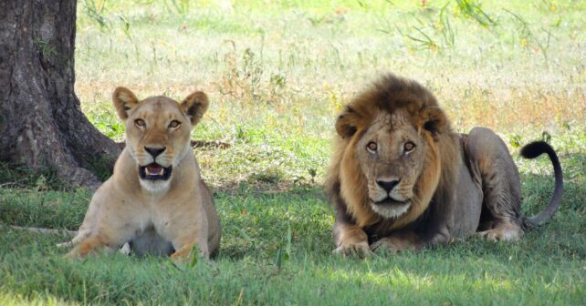 Día Internacional del León 2025 clave para la biodiversidad en África, la caza furtiva y la perdida de hábitats, principales problemas