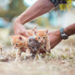 Journée internationale des animaux sans abri 2025