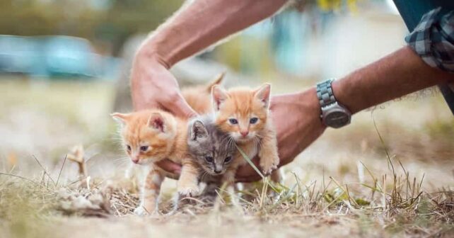 Día Internacional Animal sin Hogar 2025