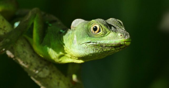 Día Internacional Lagarto 2025