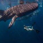 Journée internationale des requins baleines 2025