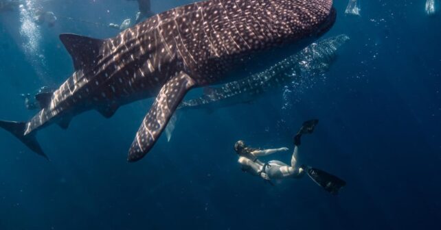 Día Internacional Tiburón Ballena 2025